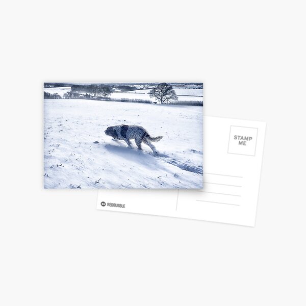 Snow blizzard Spinone Postcard