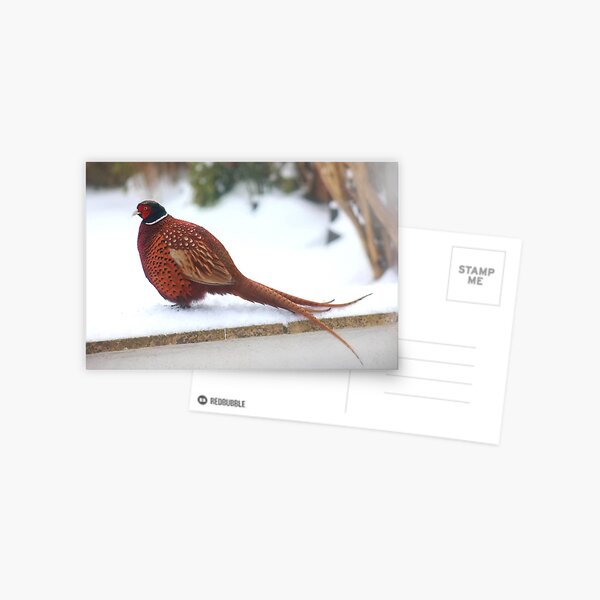 Mr Pheasant in full glory Postcard