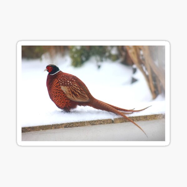 Mr Pheasant in full glory Sticker