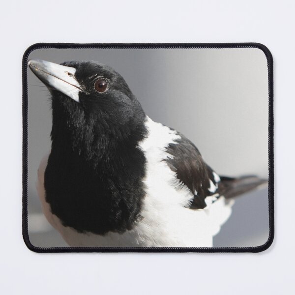 Item preview, Young Butcherbird designed and sold by piaty.