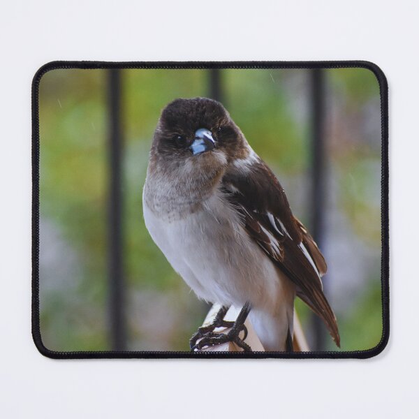 Item preview, Butcherbird Portrait designed and sold by My Artprintz.