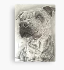Staffy Canvas Print