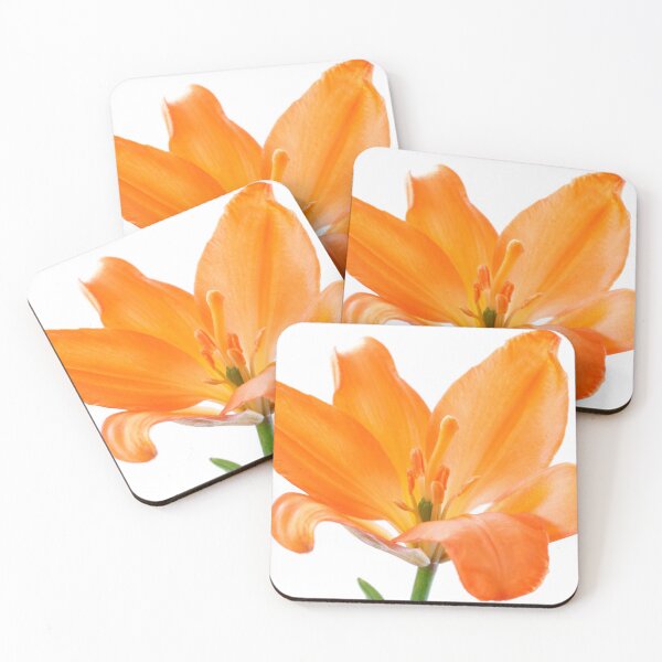 Item preview, Lilium  'Stainless Steel'  Asiatic lily   designed and sold by Chris Burrows.