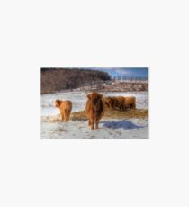 Scottish Highland Cattle Art Board