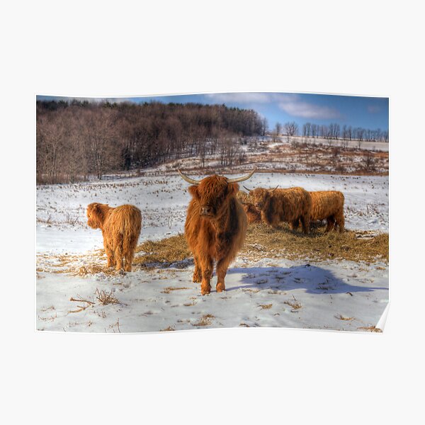 Scottish Highland Cattle Poster