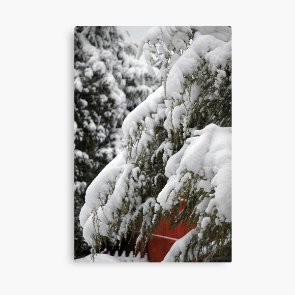 Snow at Rest - 2 Canvas Print
