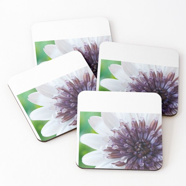 Item preview, Osteospermum  Flower Power Double Series  Double White   designed and sold by Chris Burrows.