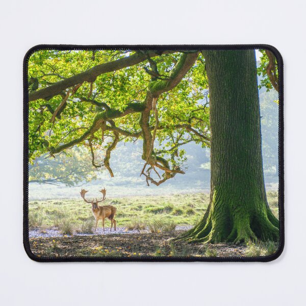 Item preview, Stag under an old oak tree designed and sold by assaf.