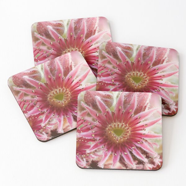 Item preview, Sempervivum  'Bernstein'  Houseleek   designed and sold by Chris Burrows.