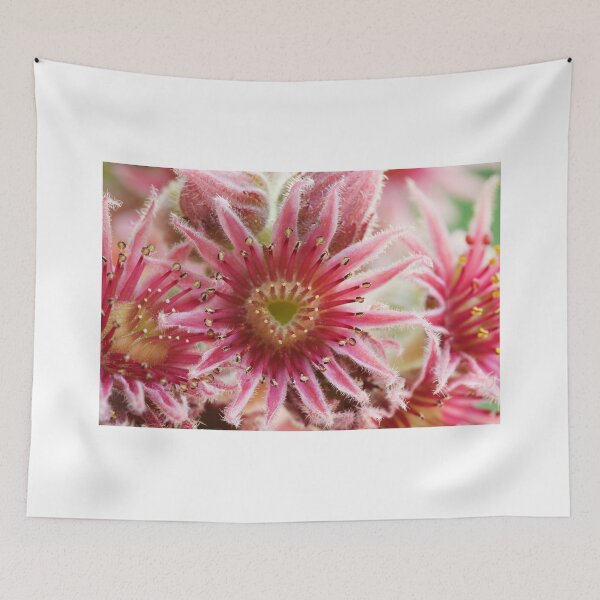 Item preview, Sempervivum  'Bernstein'  Houseleek   designed and sold by Chris Burrows.