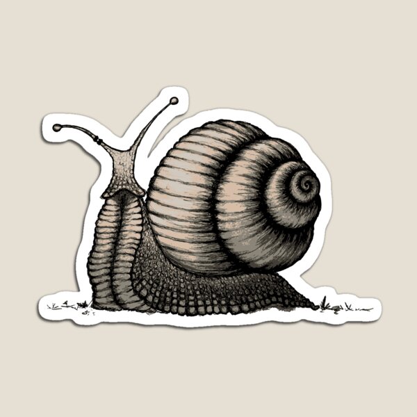 Snail Magnet
