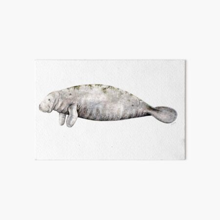 Dugong Art Board Prints for Sale | Redbubble Dugong Art Board Prints for Sale | Redbubble