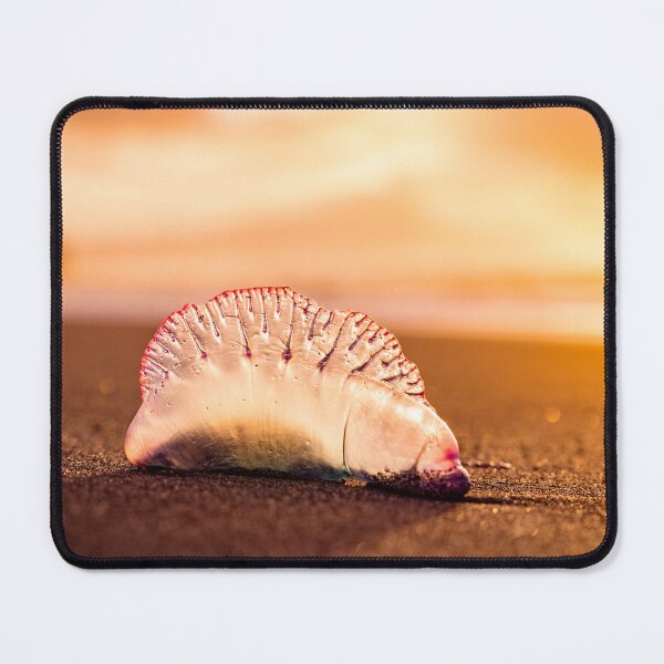 Item preview, Man o war in sunset, jellyfish with amazing colors. designed and sold by AylaHarbich.