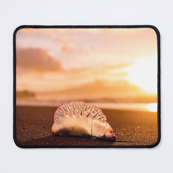 Item preview, Man o war in sunset, jellyfish with amazing colors. designed and sold by AylaHarbich.
