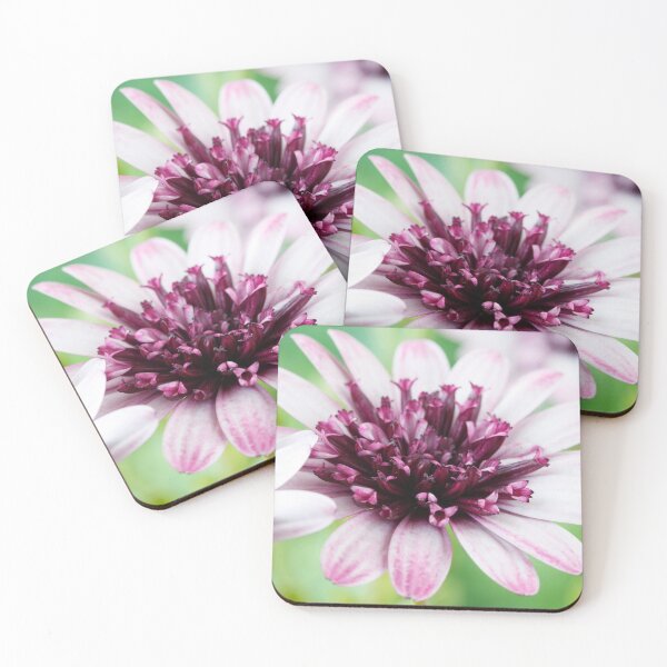 Item preview, Osteospermum  Flower Power Double Series  Double berry white   designed and sold by Chris Burrows.