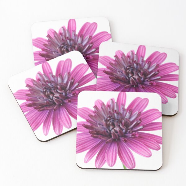 Item preview, Osteospermum  Flower Power Double Series  Double berry purple  designed and sold by Chris Burrows.