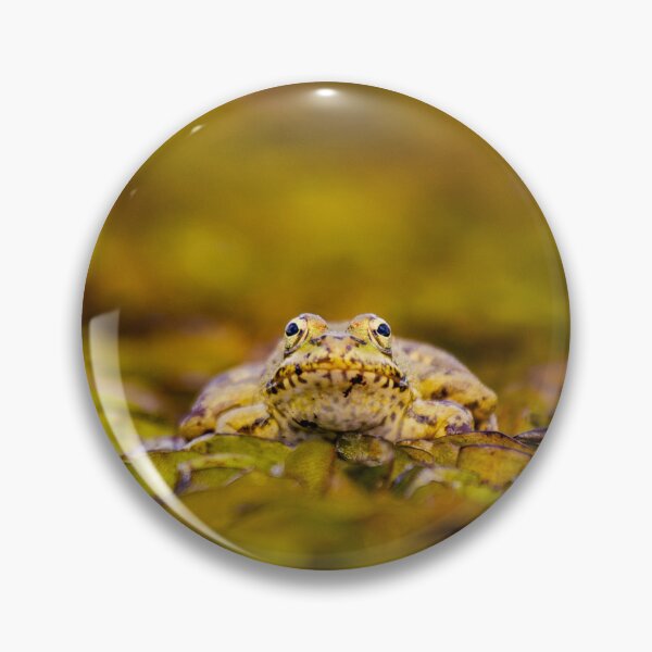 Item preview, Cute frog, in pond, looking curious, green colors. designed and sold by AylaHarbich.