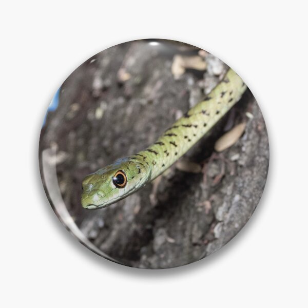 Item preview, Spotted Bush Snake (Philothamnus semivariegatus) designed and sold by Pixel Press Prints.