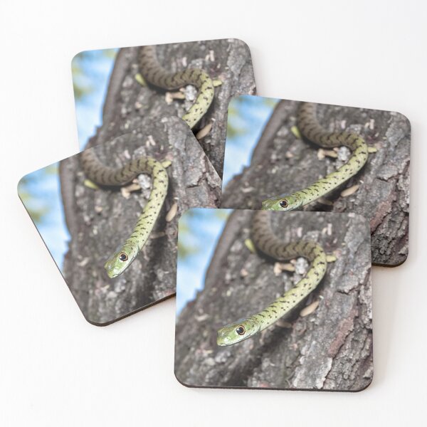 Item preview, Spotted Bush Snake (Philothamnus semivariegatus) designed and sold by Pixel Press Prints.