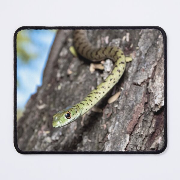 Item preview, Spotted Bush Snake (Philothamnus semivariegatus) designed and sold by Pixel Press Prints.