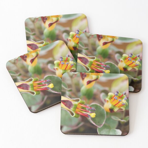 Item preview, Fuchsia procumbens 'Wirral' También conocida como 'Variegata' y 'Argentea'  designed and sold by Chris Burrows.