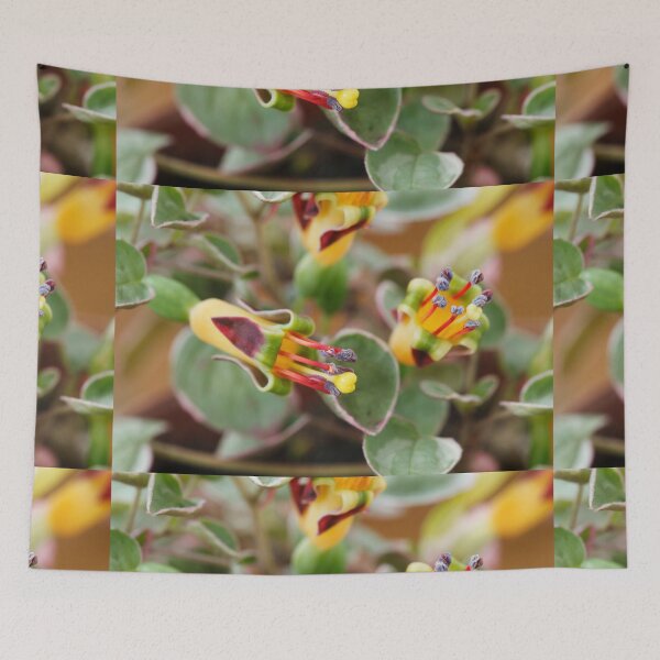 Item preview, Fuchsia procumbens  'Wirral'  Also known as 'Variegata' and 'Argentea'  designed and sold by Chris Burrows.