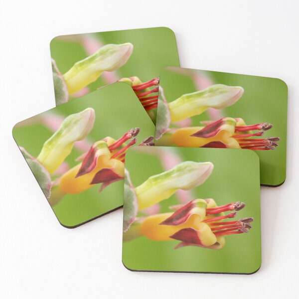 Item preview, Fuchsia procumbens 'Wirral' También conocido como 'Variegata' y 'Argentea' designed and sold by Chris Burrows.