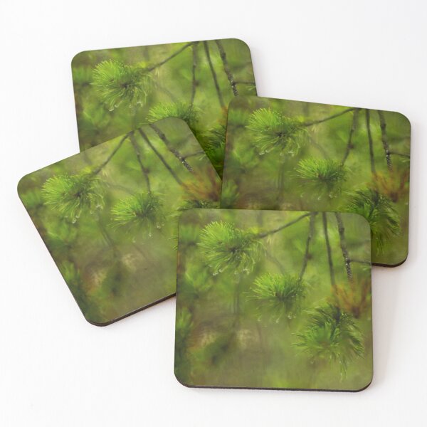 Item preview, Pine branches with water drops in the forest designed and sold by LiubovAvdeeva.
