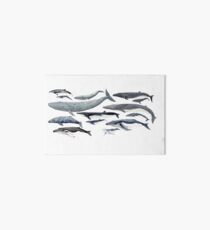 Lámina rígida Ballenas y ballenas bebé