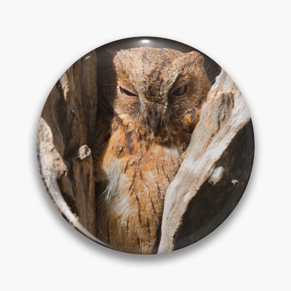 Item preview, Madagascar Scops Owl (Otus rutilus) designed and sold by Yair Karelic.