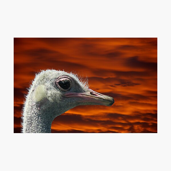 Never Ending Vigilance Photographic Print
