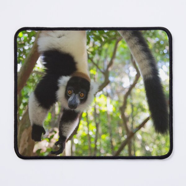 Item preview, Black and White Ruffed Lemur (Varecia variegata) designed and sold by Yair Karelic.