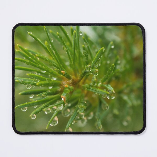 Item preview, Green spruce branch with drops of dew, close-up designed and sold by LiubovAvdeeva.