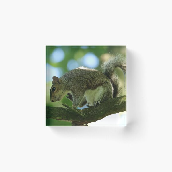 Item preview, Grey Squirrel designed and sold by jimmyboysnapz.
