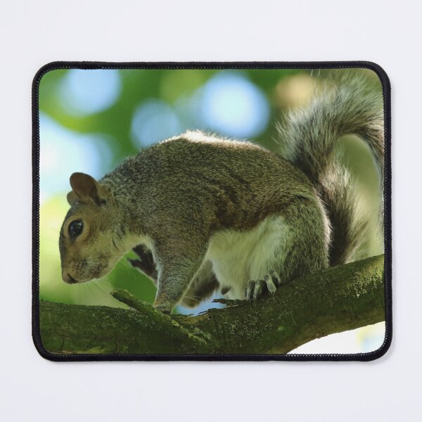 Item preview, Grey Squirrel designed and sold by jimmyboysnapz.