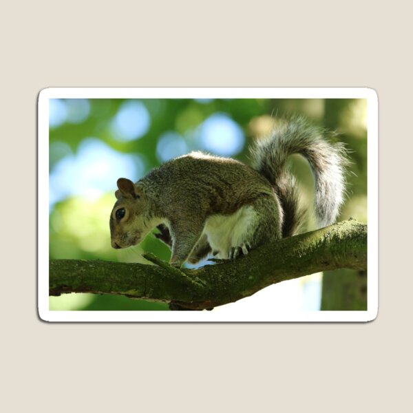 Item preview, Grey Squirrel designed and sold by jimmyboysnapz.