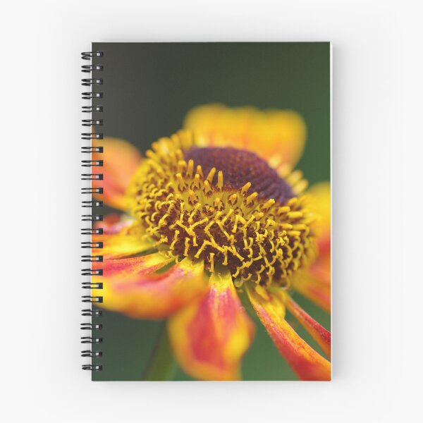 Item preview, Zingy Helenium Waltraut flower designed and sold by LindaCooke.