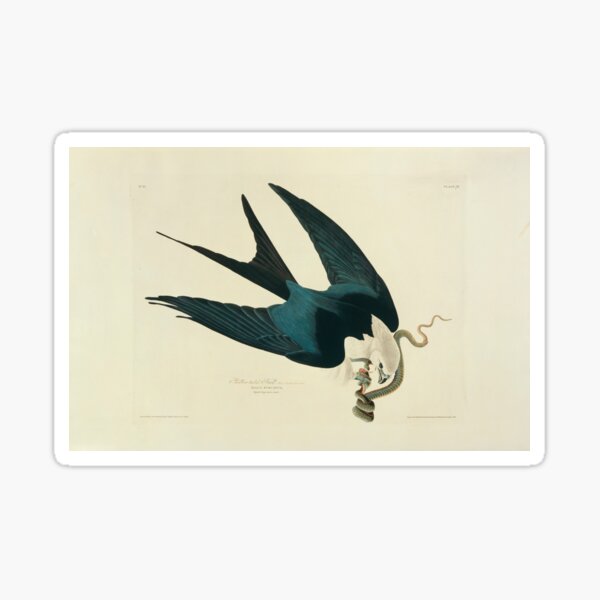 Item preview, American swallow-tailed kite, artwork (C011/1949) designed and sold by SciencePhoto.