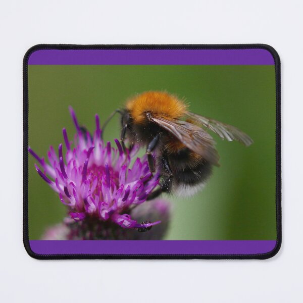 Item preview, Orange-belted Bumblebee designed and sold by jimmyboysnapz.