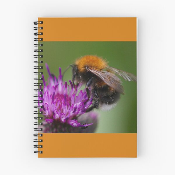 Item preview, Orange-belted Bumblebee designed and sold by jimmyboysnapz.
