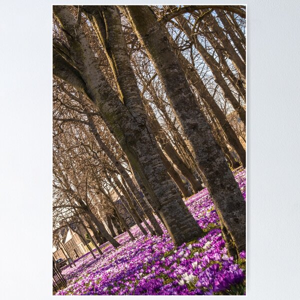 Item preview, Blanket of Crocuses designed and sold by kt-photography.