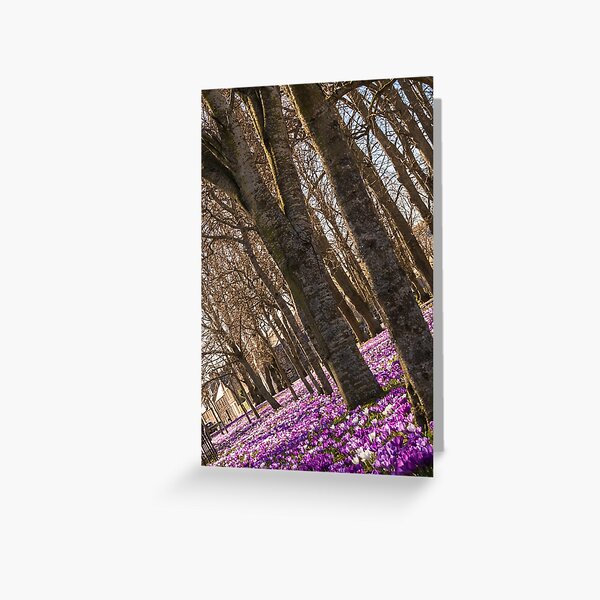 Blanket of Crocuses Greeting Card