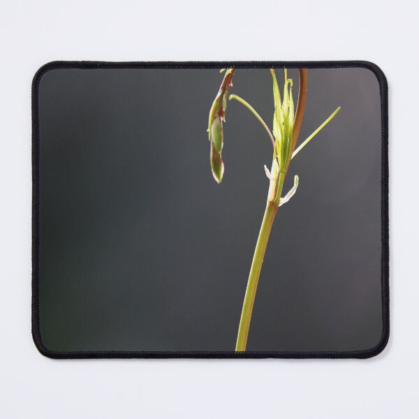 Item preview, Enquiring. designed and sold by Paul Pasco.