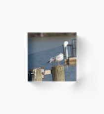 Seagul Acrylic Block