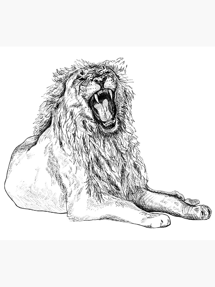 Drawing A Lion  Roar  PeakD