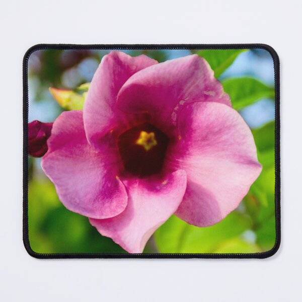Item preview, Allamanda blanchetii Bloom  designed and sold by MercerImages.