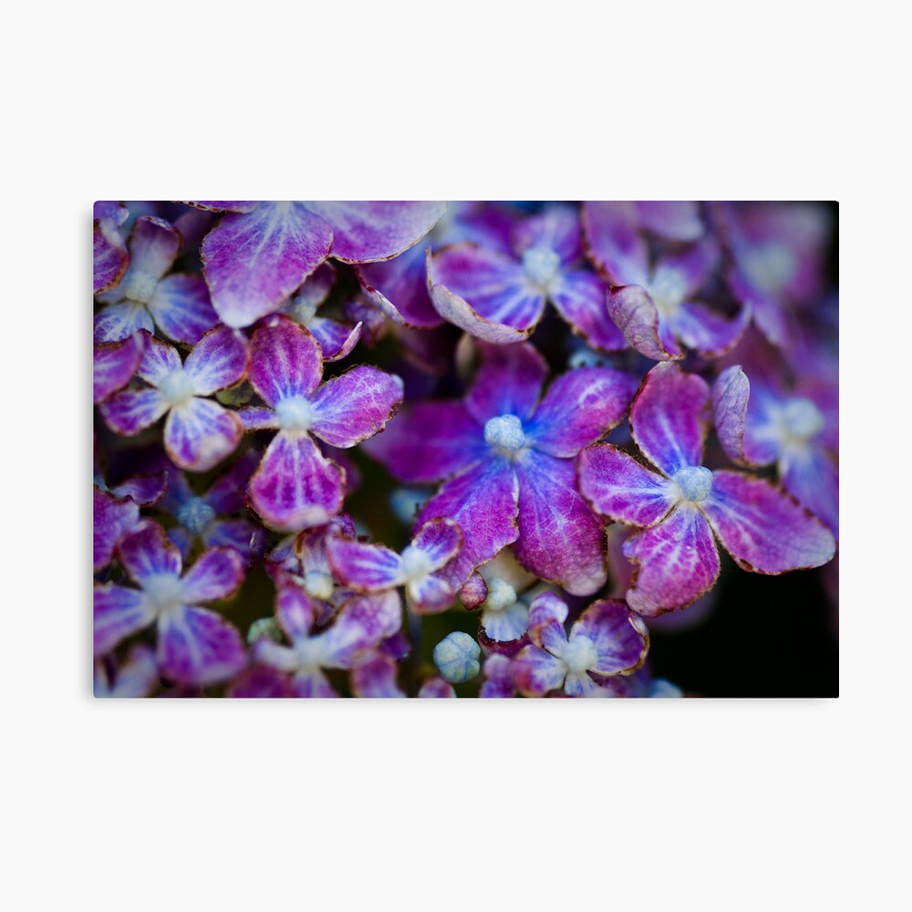 Untitled Canvas Print