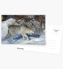 Rocky Mountain gray wolf Postcards