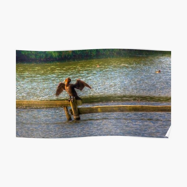 cormorant Poster