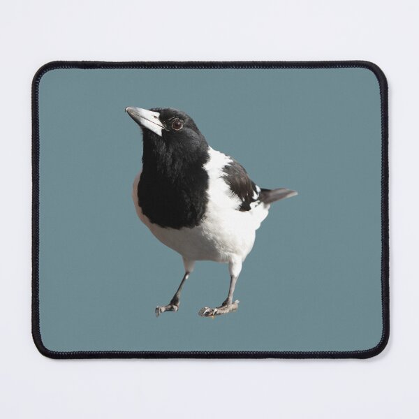 Item preview, Pied Butcherbird designed and sold by mamolebo.